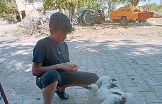 Yavru leyleği elleriyle besliyor