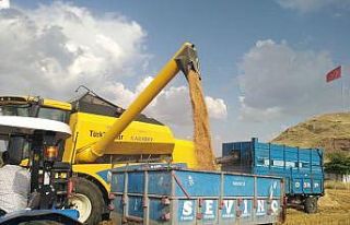 Yavuzeli’nde buğday ve arpa hasadı sürüyor