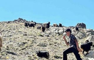 Yaylada çobanlık yapan ve LGS’de Türkiye ikincisi...