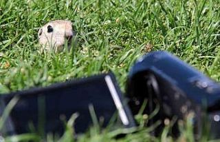 Yer sincapları yuvalarında objektife yansıdı