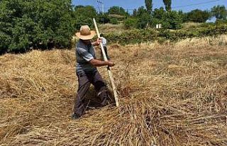 Yere yatan ekinlere biçerdöver giremeyince tırpanlar...