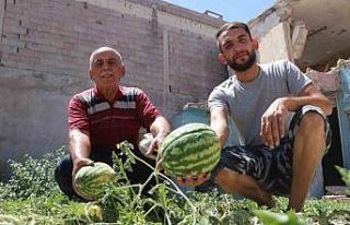 Yıkılan evin enkaz yerinde karpuz çıktı