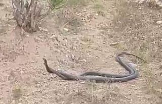 Yılanı koluna bilezik gibi sardı