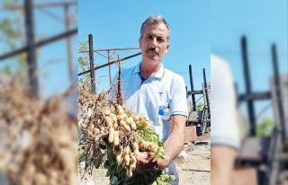 Yılın ilk fıstığı 125 TL’den alıcı buluyor