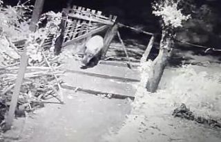 Yiyecek arayan domuz bahçe kapısını böyle kırdı