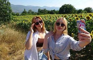 Yol kenarındaki ayçiçeği tarlası fotoğrafseverlerin...