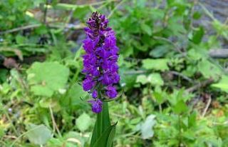 Yozgat’ta salep orkidelerine yönelik bilimsel çalışma...