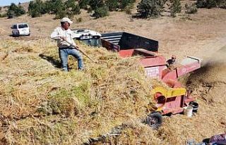 Yozgat’ta yeşil mercimek hasadı sonrası çiftçilerin...