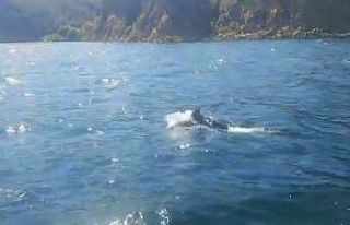 Yunuslar tekneyle yarışırken görüntülendi