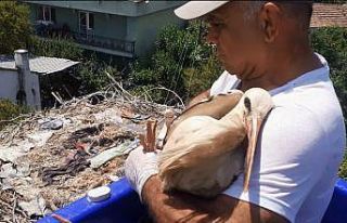 Yuvada ayağına ip dolanan leyleği vatandaşların...