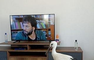 Yuvasından düşen leylek elektrik kesilerek yerine...