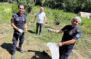 Zehirli yılanı eliyle yakalayıp pet şişeye böyle...