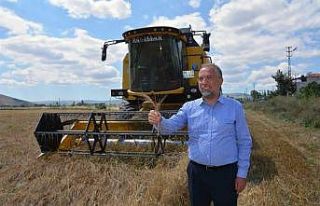 Zile’de ata tohumu ’Karakılçık Buğdayı’...