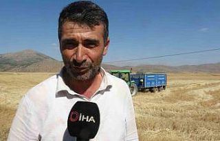 160 bin dönümde buğday hasadı, verim üreticinin...