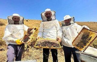 2000 rakımda tescilli geven balının hasadı başladı