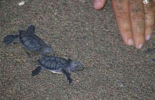 200 bin yavru buradan çıkıyor: Deniz kaplumbağaları...