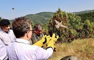 400 kınalı keklik doğaya salındı