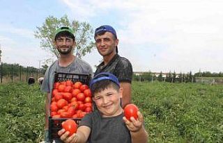 40 derece kavurucu sıcakta domates hasadı
