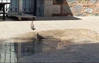 40 derecelere ulaşan hava sıcaklıkları hem vatandaşları...