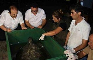 60 yaşındaki deniz kaplumbağaları tedavi sonrası...