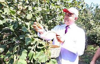 632 bin hektar alanda üretimi yapılıyor