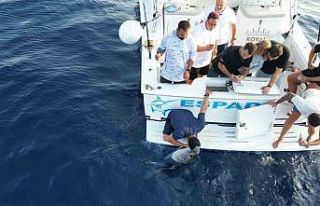 80 kilogramlık mavi orkinosa hayat öpücüğü