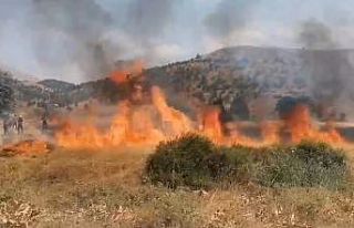 8 dönüm buğdayı hasat edemeden yandı