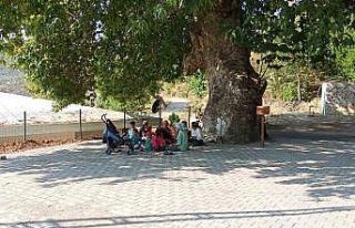 Abide ağaç ilgi görüyor