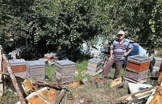 Aç kalan ayı köye indi: Kovanlardaki arıları...