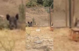 Aç kalan domuzların şehir merkezine indiği anlar...