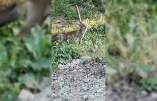 Aç kalan tilki, çiftçinin bahçesine indi