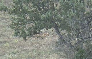 Aç kalan tilki köye indi