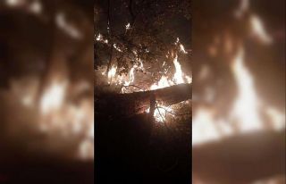 Adana’daki orman yangını kontrol altına alındı