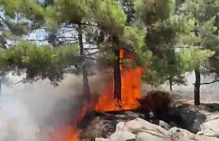 Adıyaman’da orman yangını