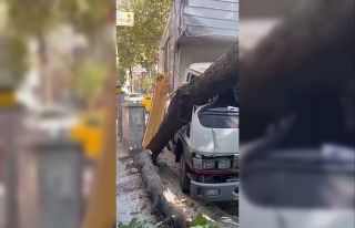 Ağaç kamyonetin üzerine devrildi