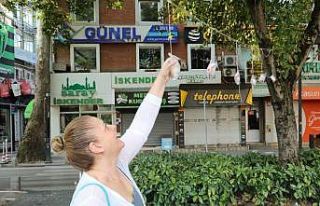 Ağaçlar pişmaniye açtı, görenler şaştı kaldı