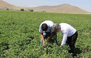 Ağrı’da patates üreticilerine destek