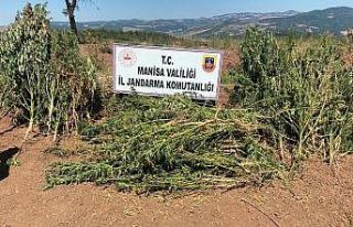 Akhisar ve Soma’da uyuşturucu operasyonu