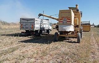 Akşehir Belediyesi atıl arazilerde tarıma başladı