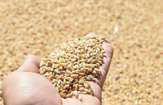 Altındağlı çiftçilerin mahsul sevinci