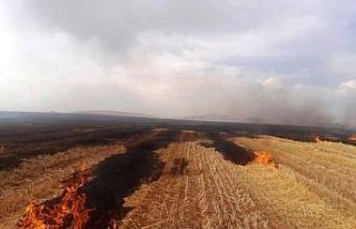 Altıntaş’ta çıkan yangında 500 dekar ekili...