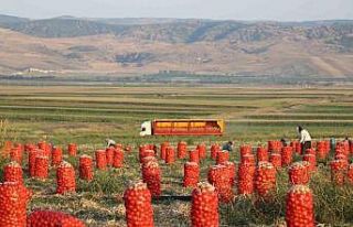 Amasya’da soğan tarlada 4 lira