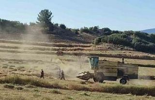 Anasonun anavatanında hasat sona erdi