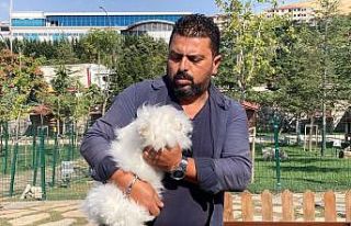 Ankara tavşanından Türkiye’de sadece 25 tane...