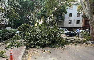 Ankara’da fırtına etkili oldu, ağaçlar araçların...
