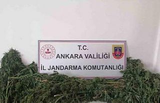 Ankara’da iki ayrı hobi bahçesinde uyuşturucu...