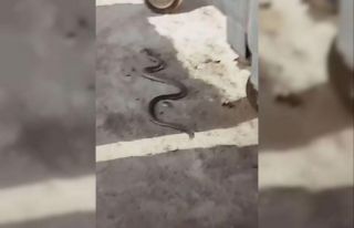 Ankara’da sokakta görülen yılan korkuttu