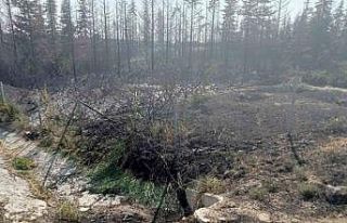 Ankara’da yanan ormanlık alan küle döndü
