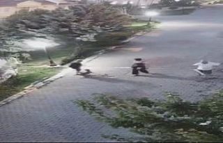 Ankara’da yaşlı kadına köpek saldırdı