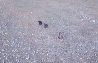 Anne ayı ve 2 yavrusu dron ile görüntülendi